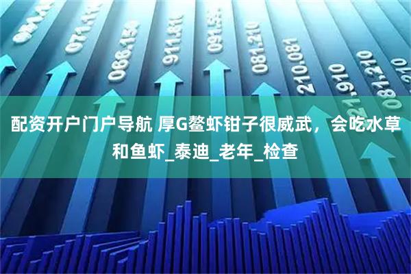 配资开户门户导航 厚G鳌虾钳子很威武，会吃水草和鱼虾_泰迪_老年_检查